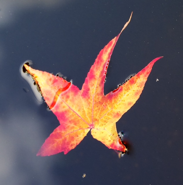 Zen.nl, Zen, meditatie, leren mediteren, foto